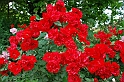 Fiori, Piante, natura_50